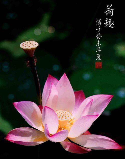 荷趣.jpg